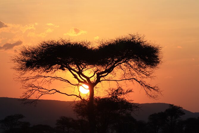 5-Day private Camping Safari Tour in Tanzania - Day 3: A full day where the wildlife action is