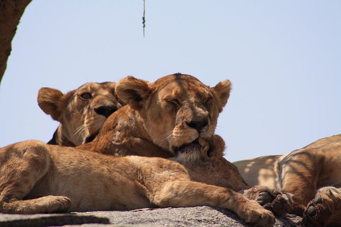 5-Day private Camping Safari Tour in Tanzania - What the camping setup means for you