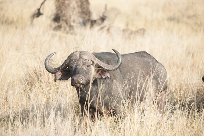5-Day private Camping Safari Tour in Tanzania - Is $2,300 good value?