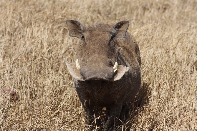 5-Day private Camping Safari Tour in Tanzania - Day 2: The long road into the Serengeti