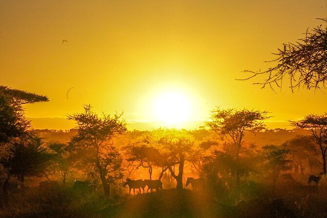 5-Day Private midrange Tour in Arusha with Airport Pickup - Day 2: Lake Manyara’s lake shore and hippo area
