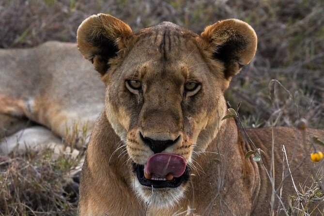 5-Day Private midrange Tour in Arusha with Airport Pickup - Day 4: A long Serengeti morning before Ngorongoro