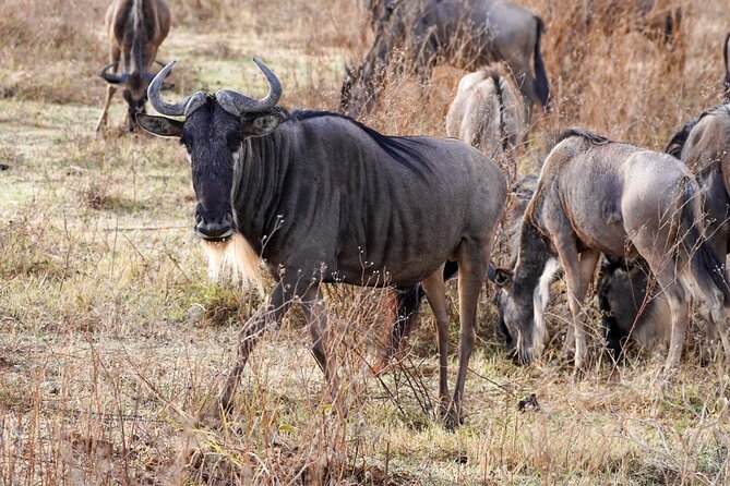 5-Day Private midrange Tour in Arusha with Airport Pickup - What the private 4x4 changes