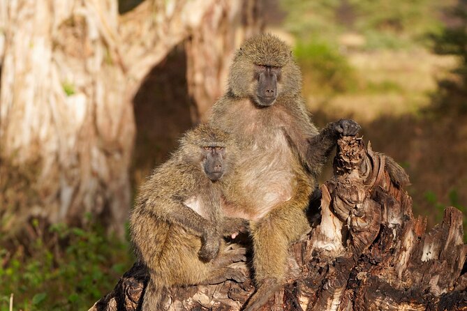 5-Day Private midrange Tour in Arusha with Airport Pickup - Midrange comfort, meals, and the real value of $3,600