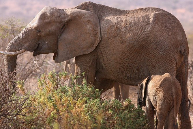 5 day safari Tarangire Serengeti and Ngorongoro crater - Key things to know before booking
