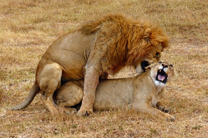 5 day safari Tarangire Serengeti and Ngorongoro crater - Three major parks in five focused days