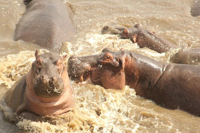 5 day safari Tarangire Serengeti and Ngorongoro crater - Day 3: A full day in the Seronera area