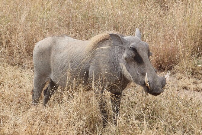 5 day safari Tarangire Serengeti and Ngorongoro crater - Day 4: One last Serengeti search, then Ngorongoro