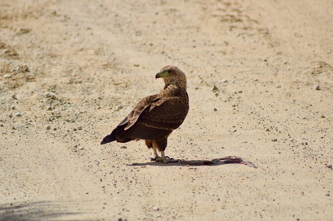 5 day safari Tarangire Serengeti and Ngorongoro crater - What the $2,211.29 price really covers