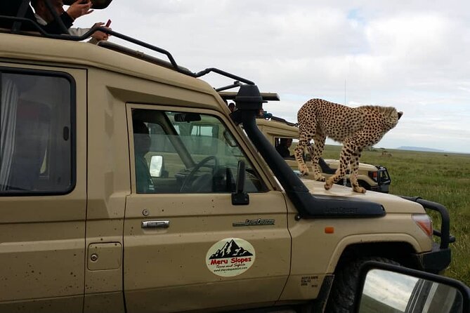 5 Days Camping Tarangire, Serengeti & Ngorongoro crater & Visiting Maasai - Day three: A full Serengeti search
