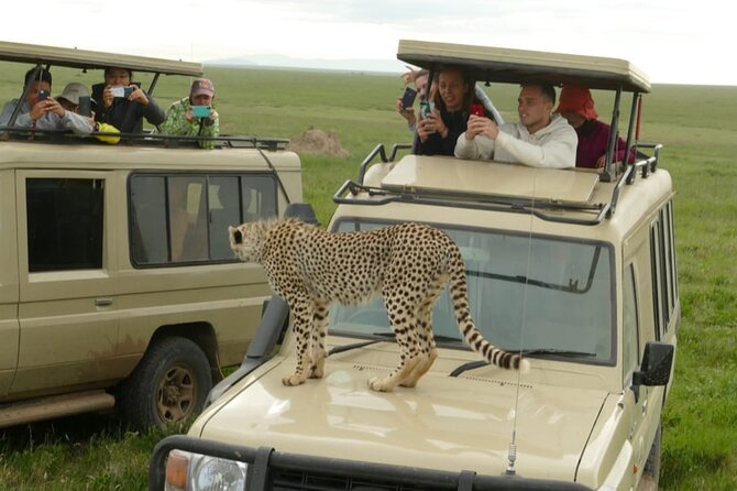 5 Days Camping Tarangire, Serengeti & Ngorongoro crater & Visiting Maasai - Day five: Down into Ngorongoro Crater