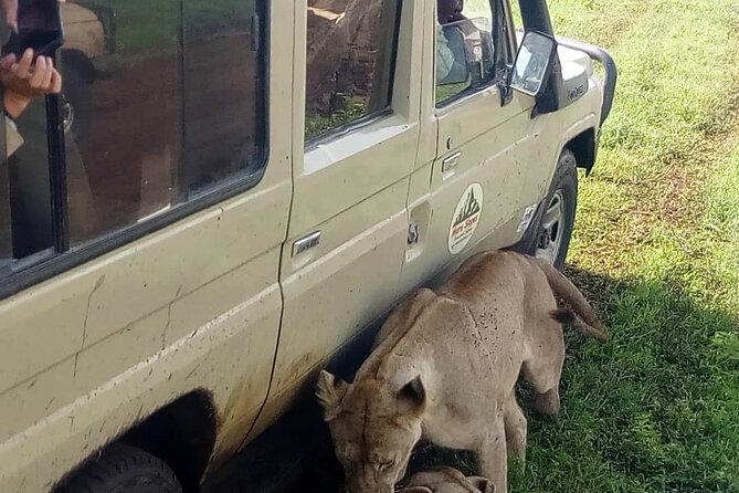 5 Days Camping Tarangire, Serengeti & Ngorongoro crater & Visiting Maasai - Camping comfort, vehicle time, and practical concerns