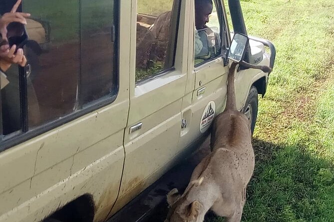 5 Days Camping Tarangire, Serengeti & Ngorongoro crater & Visiting Maasai - Day one: Tarangire’s elephants and baobab country