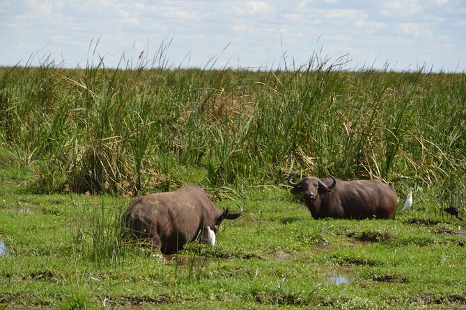 5 Days Group Camping Safari - Four parks, one compact safari route