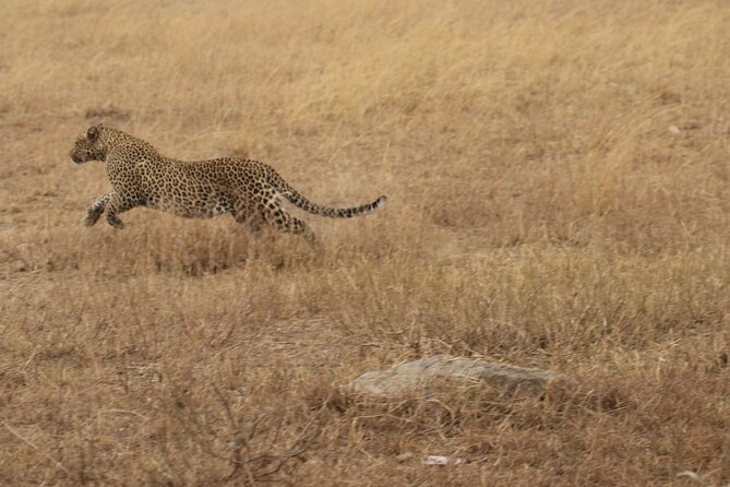 5 Days Group Camping Safari - Day 4: An early Serengeti game drive