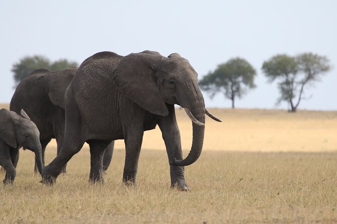 5 Days Group Camping Safari - Guides, group size, and the value of local skill