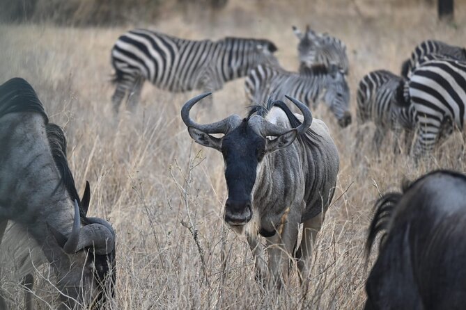 5 Days Group Camping Safari - Day 2: Lake Manyara’s forest, lake, and hippo pond