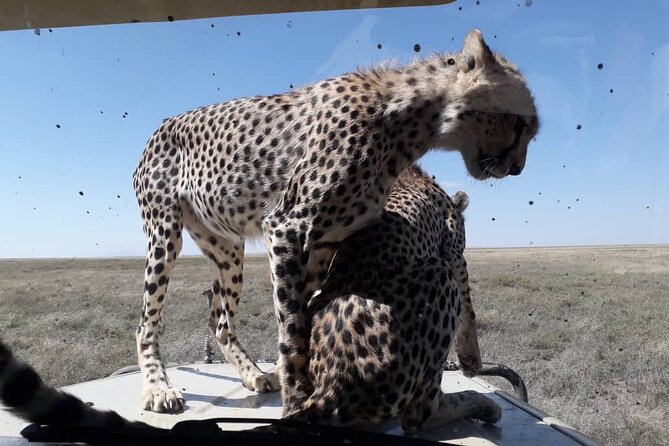 5 Days Tanzania Group Joining Safari, Tarangire/Serengeti/Ngorongoro Crater - What $1,120 buys you in northern Tanzania