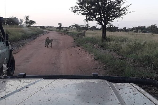 5 Days Tanzania Group Joining Safari, Tarangire/Serengeti/Ngorongoro Crater - Day 2: The road to Serengeti is part of the story