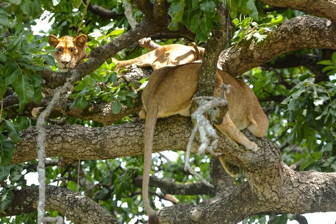 5 Days Tanzania Group Joining Safari, Tarangire/Serengeti/Ngorongoro Crater - Day 4: Leaving Serengeti for the crater rim