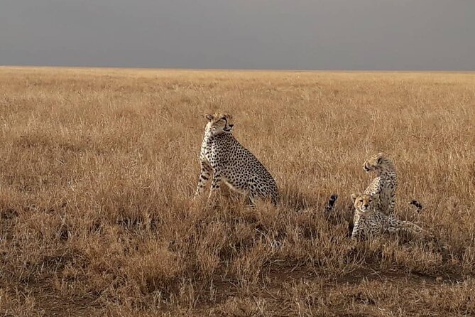 5 Days Tanzania Group Joining Safari, Tarangire/Serengeti/Ngorongoro Crater - Day 5: Ngorongoro Crater packs a lot into one day
