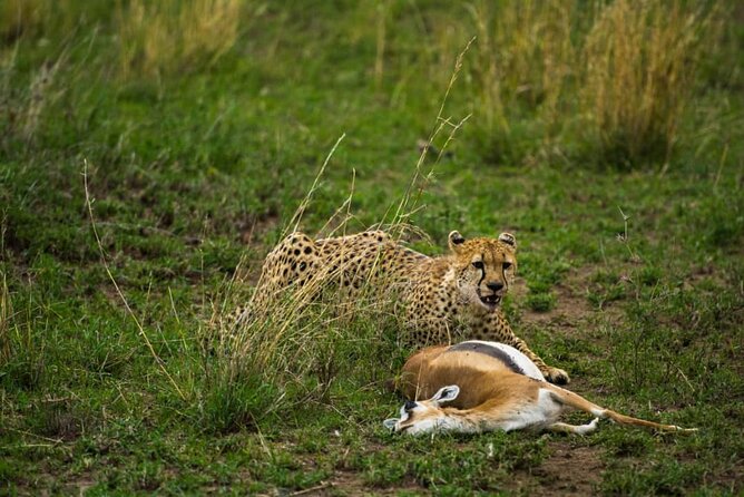 5 Days Tanzania Group Joining Safari, Tarangire/Serengeti/Ngorongoro Crater - The vehicle, food, and campsite reality