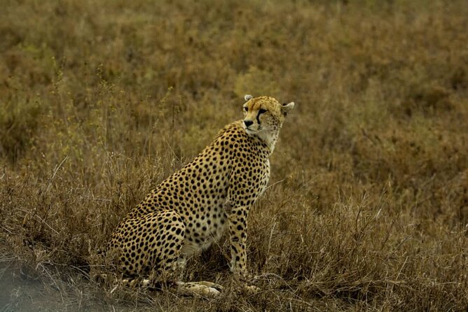 5 Days Tanzania Group Joining Safari, Tarangire/Serengeti/Ngorongoro Crater - What the feedback tells you about guide quality