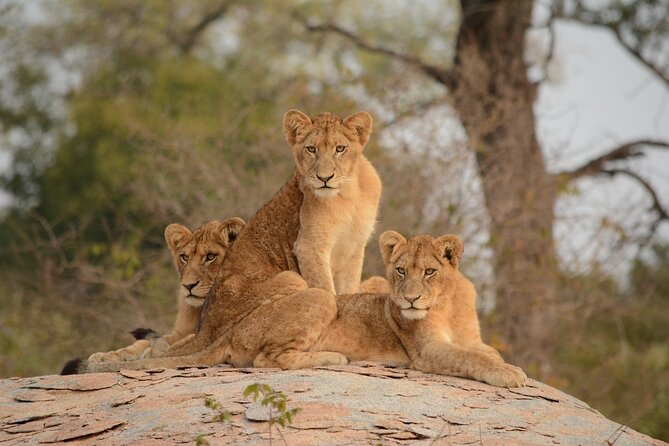 5Hrs Nairobi National Park MorningEvening gamedrive 4x4 vehicle - Beads, clay, and the Kazuri or Kobe visit