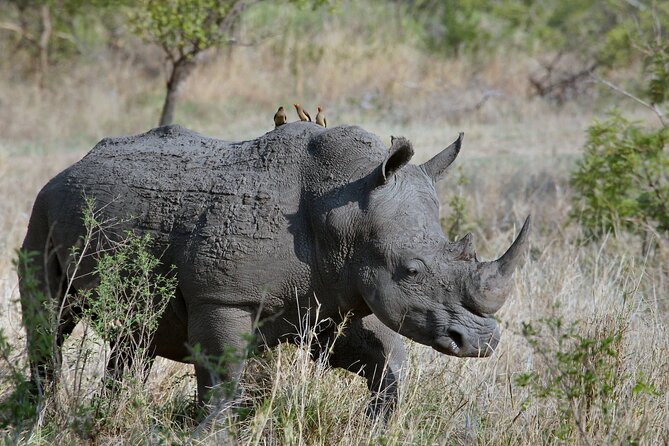 5Hrs Nairobi National Park MorningEvening gamedrive 4x4 vehicle - Transport, water, and comfort on rough roads