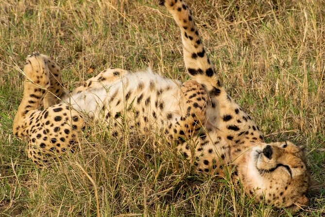 5Hrs Nairobi National Park MorningEvening gamedrive 4x4 vehicle - What to clarify before you pay