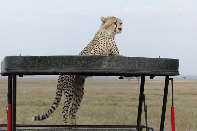 6 Days Private Budget Safari - Meals, camps, and the daily rhythm