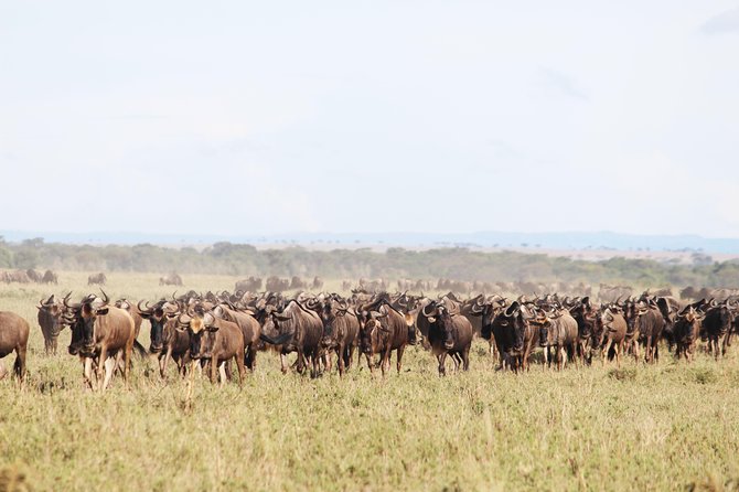 7-Day Premium Luxury Tanzania Safari All-Inclusive - Day 6: The Ngorongoro Crater