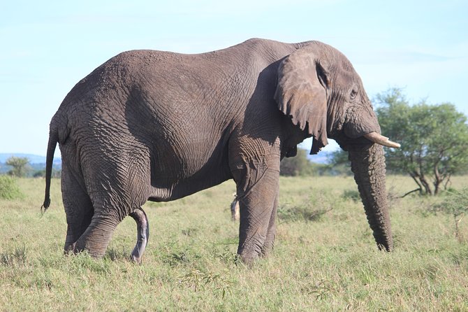 7-Day Premium Luxury Tanzania Safari All-Inclusive - Day 7: Karatu to the airport