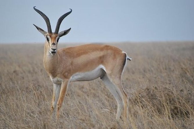 7 Days Tanganyika Wilderness Safari - Three parks, one efficient northern Tanzania route