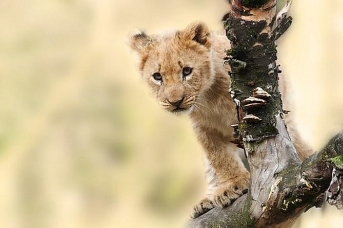 7 Days Tanganyika Wilderness Safari - Day 1: Kilimanjaro Airport to Arusha