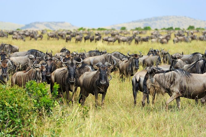 8 Day Spectacular Migration Serengeti mid -Range Tanzania Safari - Why this eight-day route works