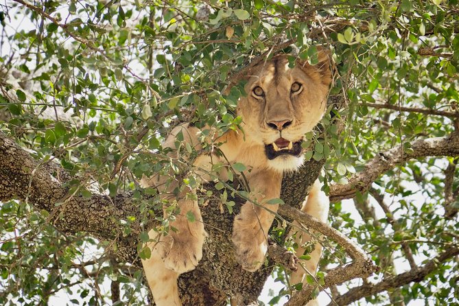8 Day Spectacular Migration Serengeti mid -Range Tanzania Safari - Day 5: The Mara River and the northern Serengeti