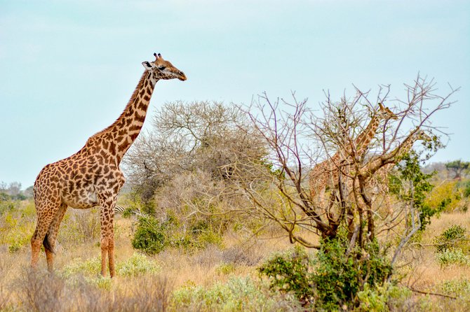 8 Day Spectacular Migration Serengeti mid -Range Tanzania Safari - Day 7: Down into Ngorongoro Crater
