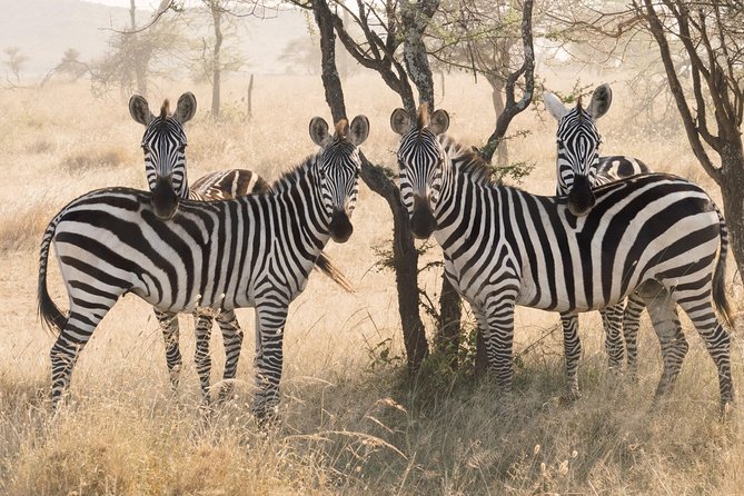 8 Day Spectacular Migration Serengeti mid -Range Tanzania Safari - Day 8: Birds, forest, and Lake Manyara