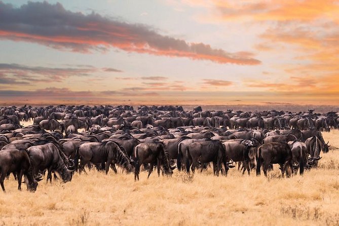 8 Day Spectacular Migration Serengeti mid -Range Tanzania Safari - Day 1: A quiet start in Arusha