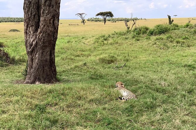 8 Days Great Wildebeest Calving Migration Safari from Arusha - Day 6: Following the migration into central Serengeti