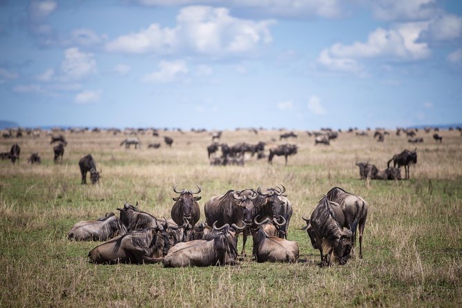 8 Days Great Wildebeest Calving Migration Safari from Arusha - Day 1: A soft landing at Mount Meru Hotel