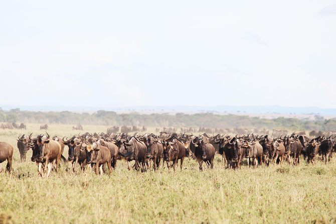 9-Day Serengeti Migration Footsteps Tanzania Safari - Why four Serengeti nights matter