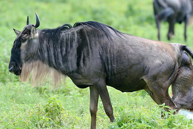 9-Day Serengeti Migration Footsteps Tanzania Safari - Day 3: Through Ngorongoro highlands to the Serengeti