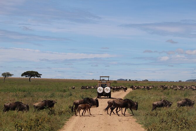 9-Day Serengeti Migration Footsteps Tanzania Safari - Days 4 and 5: The northern Serengeti and Mara River hopes