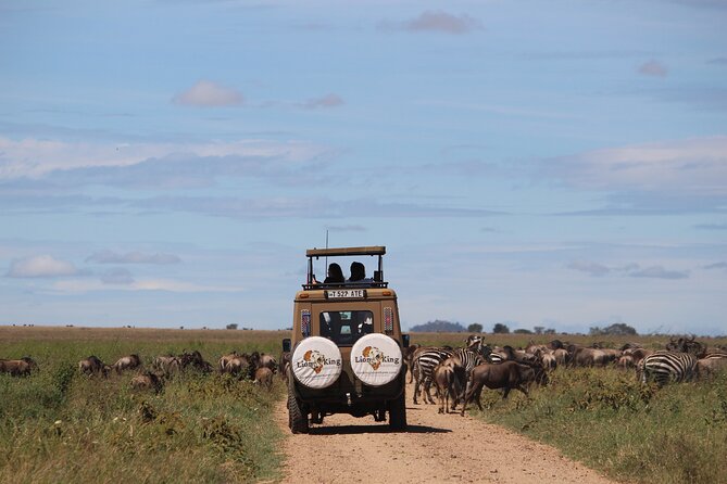 9-Day Serengeti Migration Footsteps Tanzania Safari - Day 7: One last Serengeti drive, then the crater rim