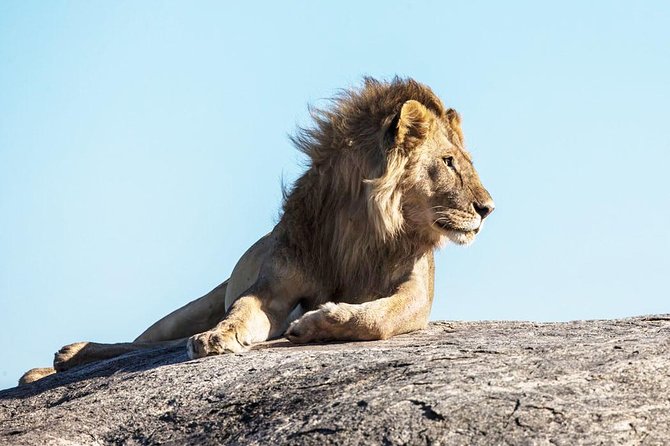 9-Day Serengeti Migration Footsteps Tanzania Safari - Day 8: Ngorongoro Crater’s enclosed wildlife world