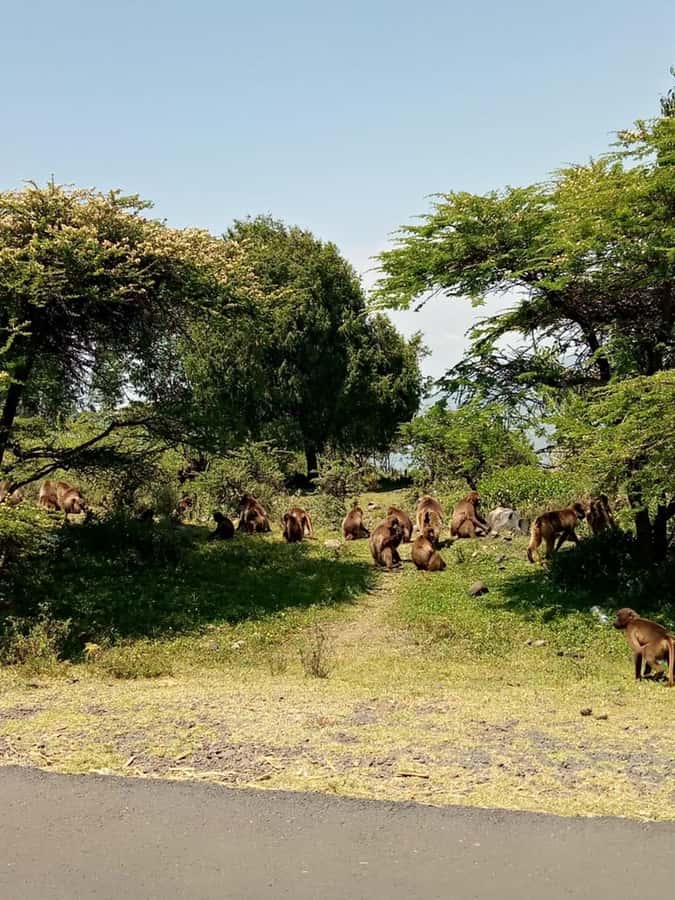 Addis Ababa: Debre Libanos, Blue Nile Gorge, and Cave Tour - Why this day trip is worth your one free day