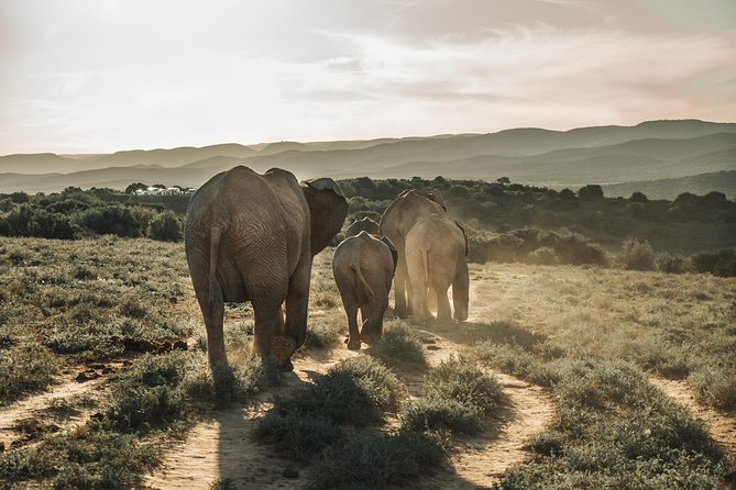 Addo Elephant National Park All Inclusive Full-Day Safari - Key points to know before you book