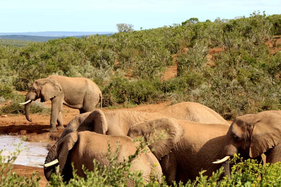 Addo Elephant National Park All Inclusive Full-Day Safari - Should you book it?